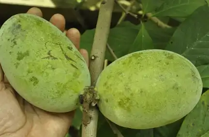 Фото Asimina triloba 'Overleese' (Asimina triloba 'Overleese's)