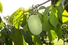 Фото Asimina triloba 'Potomac' (Asimina triloba 'Potomac's)