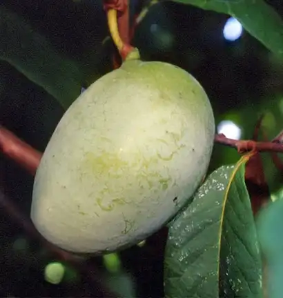 Foto de Asimina triloba 'Shenandoah' (Asimina triloba 'Shenandoah's)