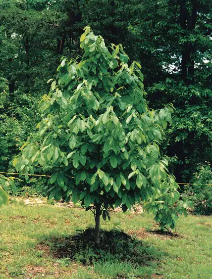 Photo of Asimina triloba 'Sunflower' (Asimina triloba 'Sunflower's)