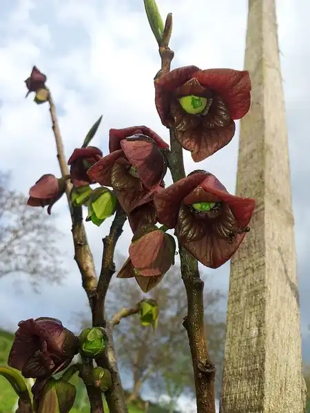 Photo of Asimina triloba 'Sunflower' (Asimina triloba 'Sunflower's)
