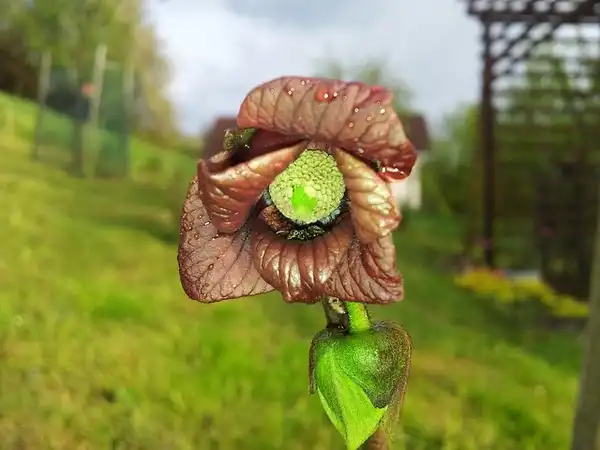 Photo of Asimina triloba 'Sunflower' - Close up of flower: