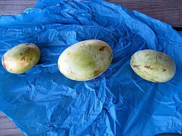 Фото Asimina triloba 'Susquehanna' (Asimina triloba 'Susquehanna's)