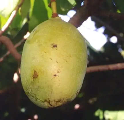 Фото Asimina triloba 'Susquehanna' (Asimina triloba 'Susquehanna's)