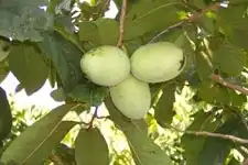 Фото Asimina triloba 'Wabash' (Asimina triloba 'Wabash's)