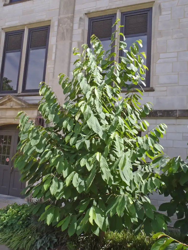 Photo of Asimina triloba (Asimina trilobas)