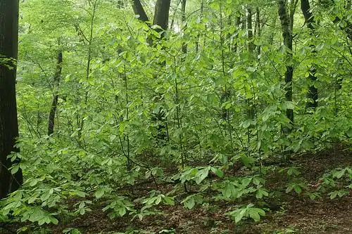 Photo of Asimina triloba (Asimina trilobas)