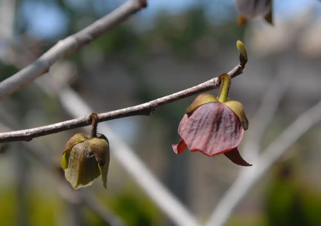 Photo of Asimina triloba - Flower Bud:Jim Robbins