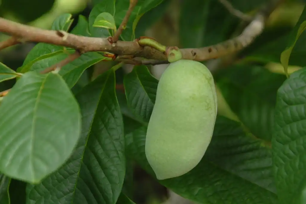 Photo of Asimina triloba - Fruit Close-up:Jim Robbins