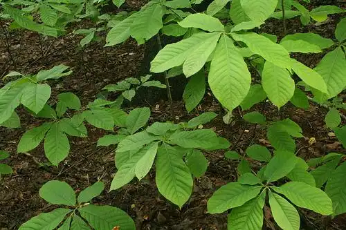Photo of Asimina triloba - Leaf detail:Dogtooth77