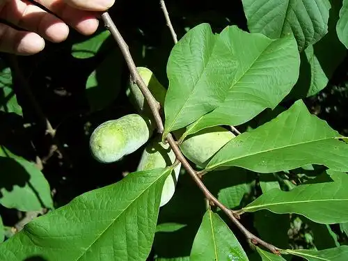 Photo of Asimina triloba - Fruit:Photo by Phillip Merritt