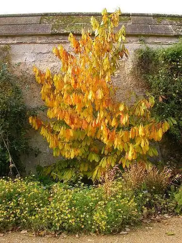 Photo of Asimina triloba - fall color:Tim Waters
