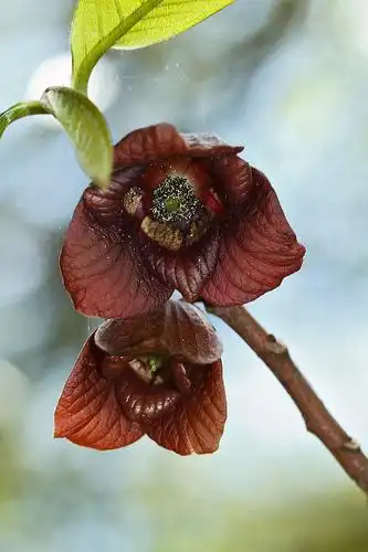 Photo of Asimina triloba - flowers:Tom Potterfield