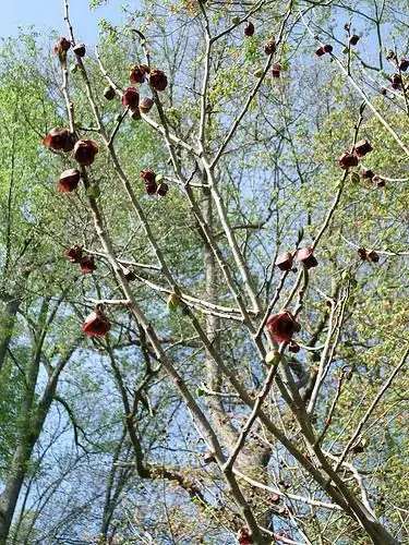 Photo of Asimina triloba - flower habit:Elizabeth Sellers