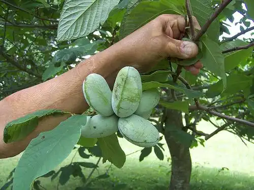 Photo of Asimina triloba - fruit:Phillip Merit