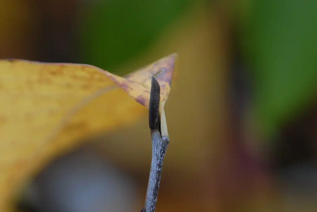 Photo of Asimina triloba - Bud:Jim Robbins