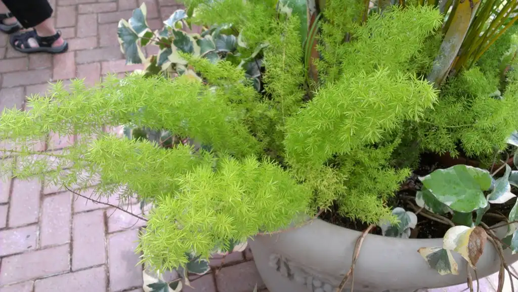 Photo of Asparagus densiflorus (Sprengeri group) (Asparagus densiflorus (Sprengeri group)s)