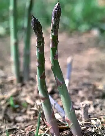 Foto de Asparagus officinalis (Asparagus officinaliss)