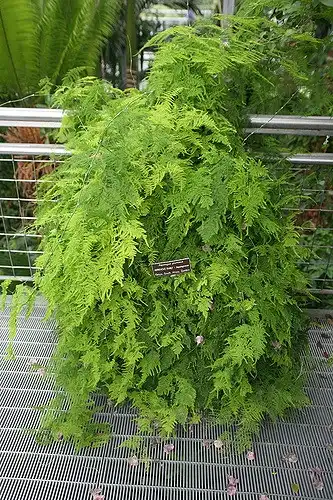Photo of Asparagus plumosus (Asparagus plumosuss)