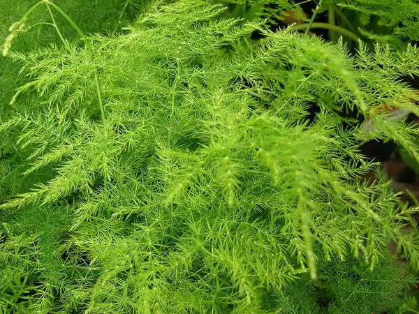 Photo of Asparagus plumosus (Asparagus plumosuss)