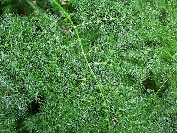 Photo of Asparagus plumosus - Asparagus plumosus frond:Forest and Kim Starr