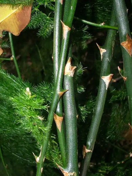 Photo of Asparagus plumosus - Asparagus plumosus stem:Forest and Kim Starr