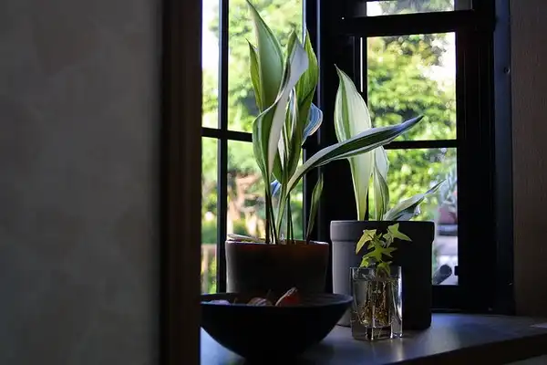 Photo of Aspidistra elatior (Aspidistra elatiors)