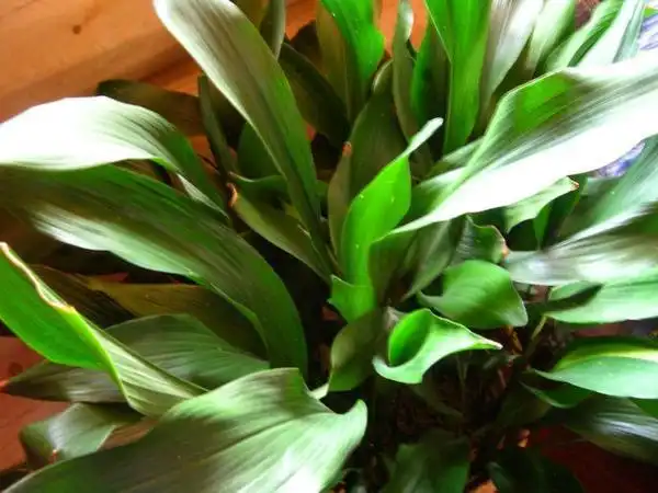 Photo of Aspidistra elatior (Aspidistra elatiors)