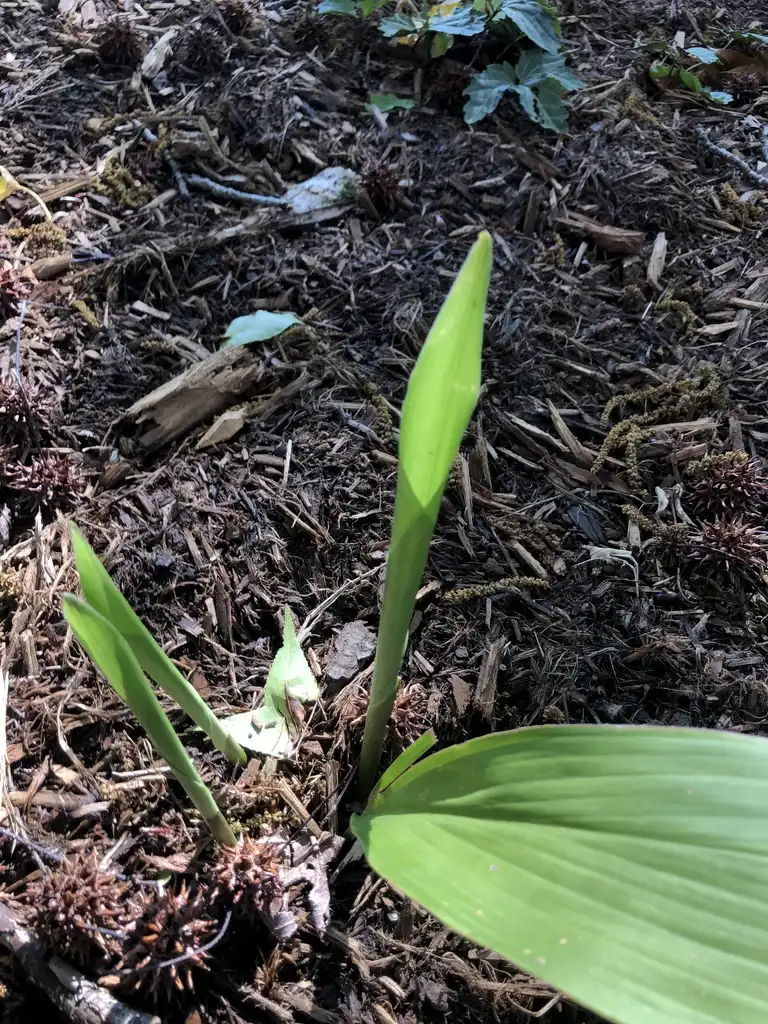 Photo of Aspidistra elatior - New and old Leaves (Wake County,NC):Cathy Dewitt