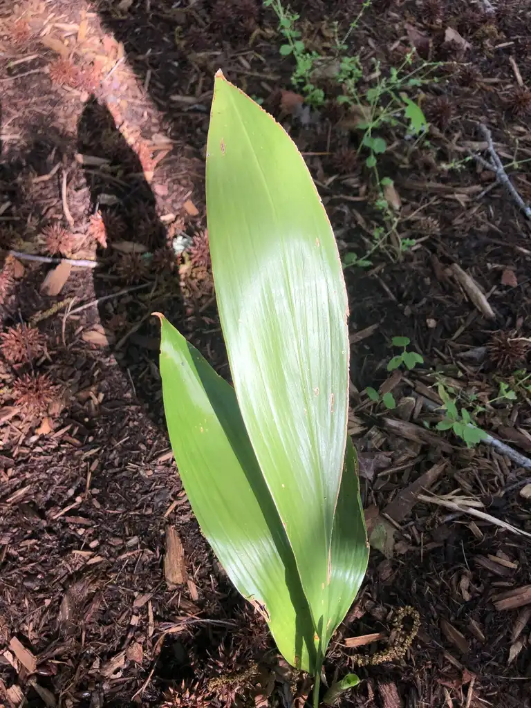 Photo of Aspidistra elatior - Leaves Close-Up (Wake County,NC):Cathy Dewitt