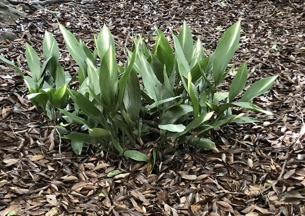 Photo of Aspidistra elatior - 'Asahi' Full Form (Wake County,NC)-Late Winter:Cathy Dewitt