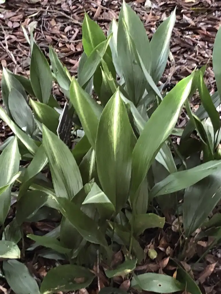 Photo of Aspidistra elatior - 'Asahi' Leaves (Wake County,NC)-Late Winter:Cathy Dewitt