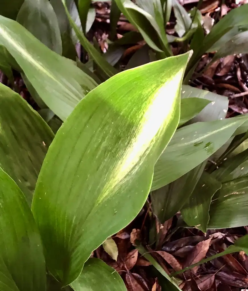 Photo of Aspidistra elatior - 'Asahi' Leaf Close-up (Wake County,NC):Cathy Dewitt