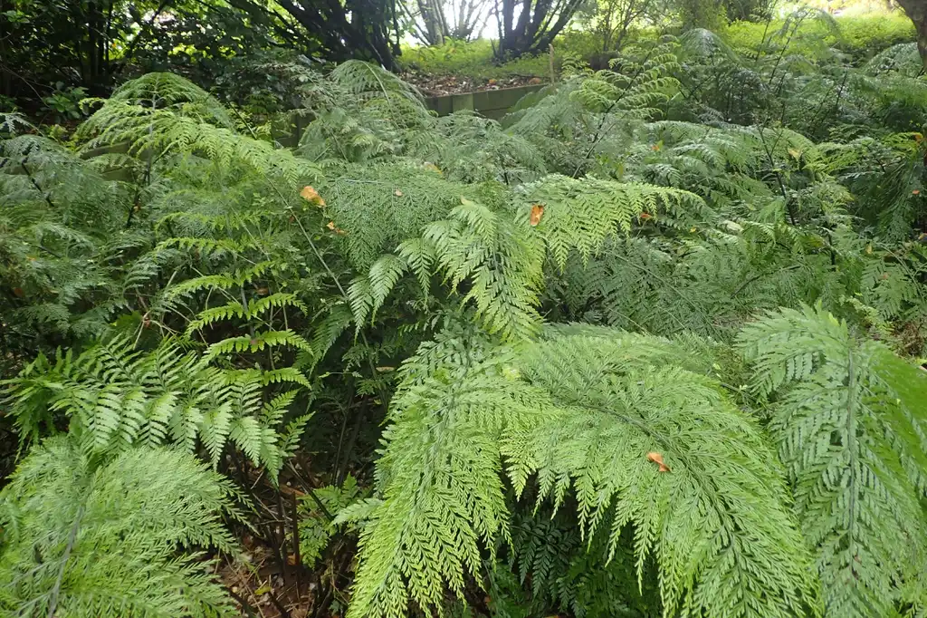 Фото Asplenium bulbiferum (Asplenium bulbiferums)