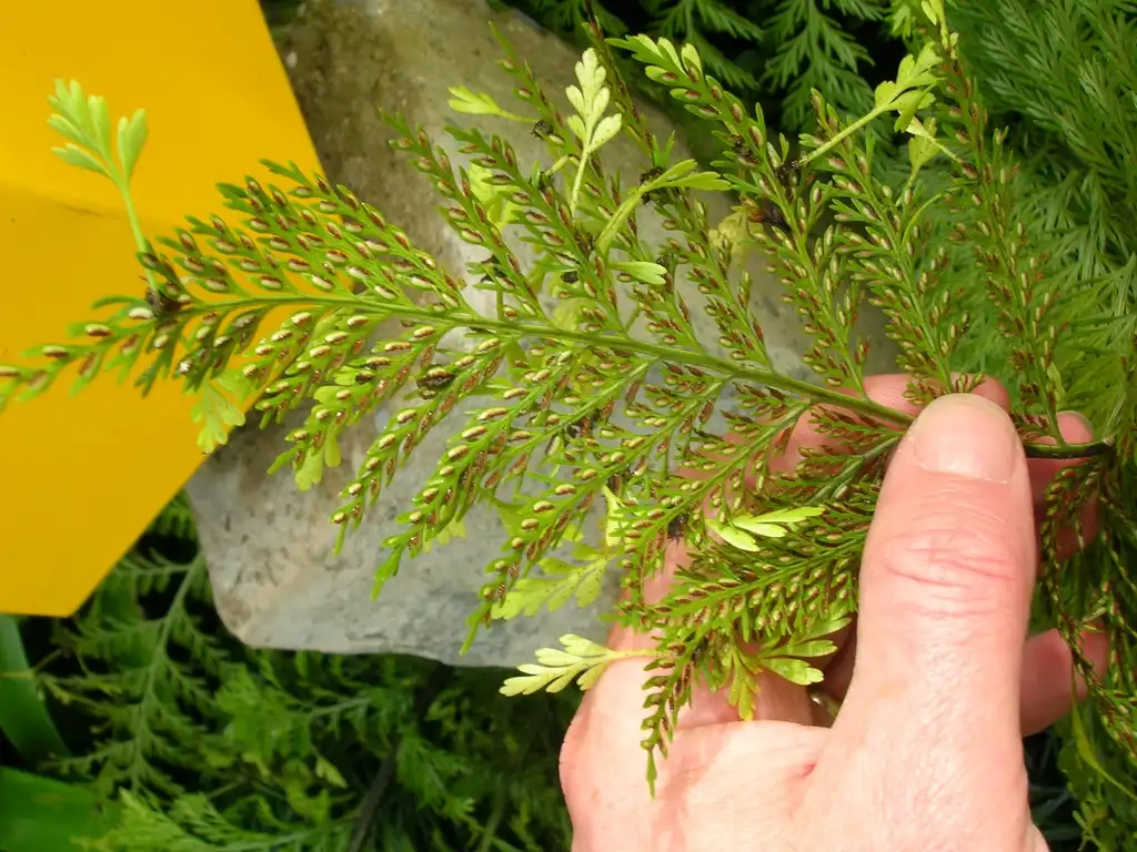 Фото Asplenium bulbiferum (Asplenium bulbiferums)