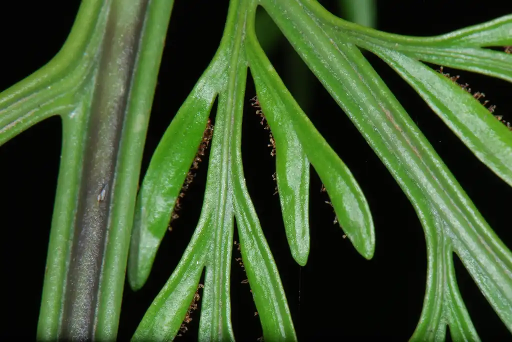 Фото Asplenium bulbiferum - Inside of Leaf:Peter Halasz