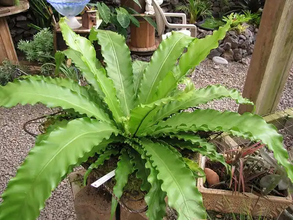 Photo of Asplenium nidus (Asplenium niduss)