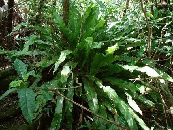 Photo of Asplenium nidus (Asplenium niduss)