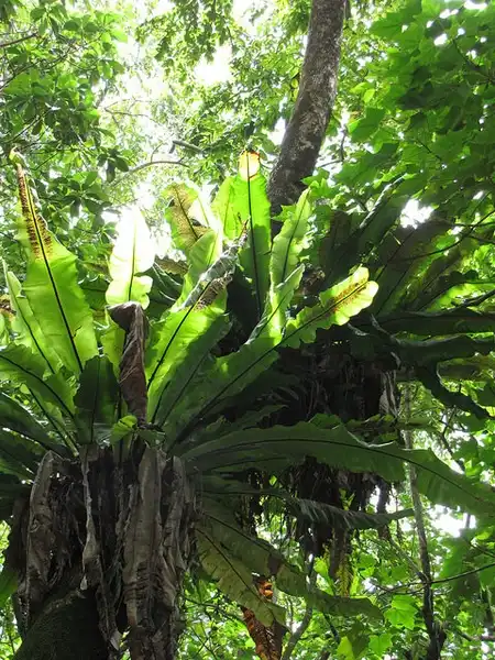 Photo of Asplenium nidus - Habit:Forest and Kim Starr