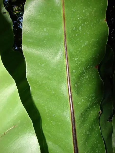 Photo of Asplenium nidus - Close up of leaf margin:Forest and Kim Starr