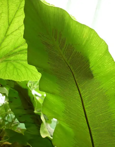 Photo of Asplenium nidus - Leaf underside:Jungle Rebel