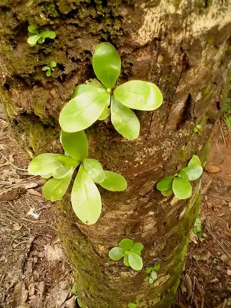 Photo of Asplenium nidus - Seedlings:Nishan Chathuranga
