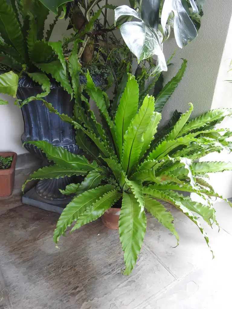 Photo of Asplenium nidus - Form:Kathleen Moore
