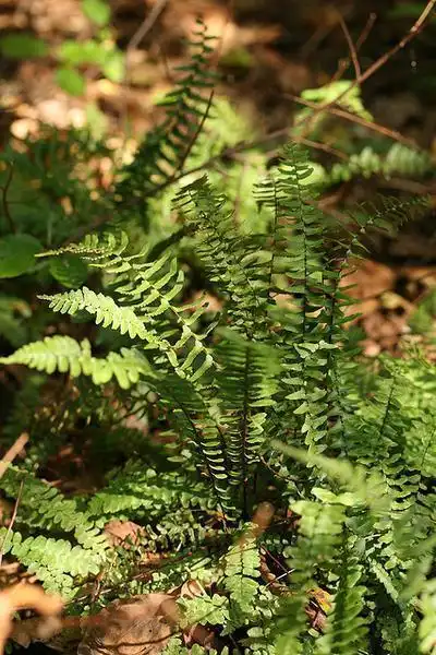 Фото Asplenium platyneuron (Asplenium platyneurons)