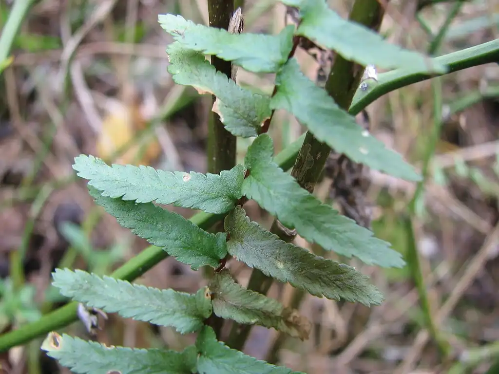 Фото Asplenium platyneuron (Asplenium platyneurons)
