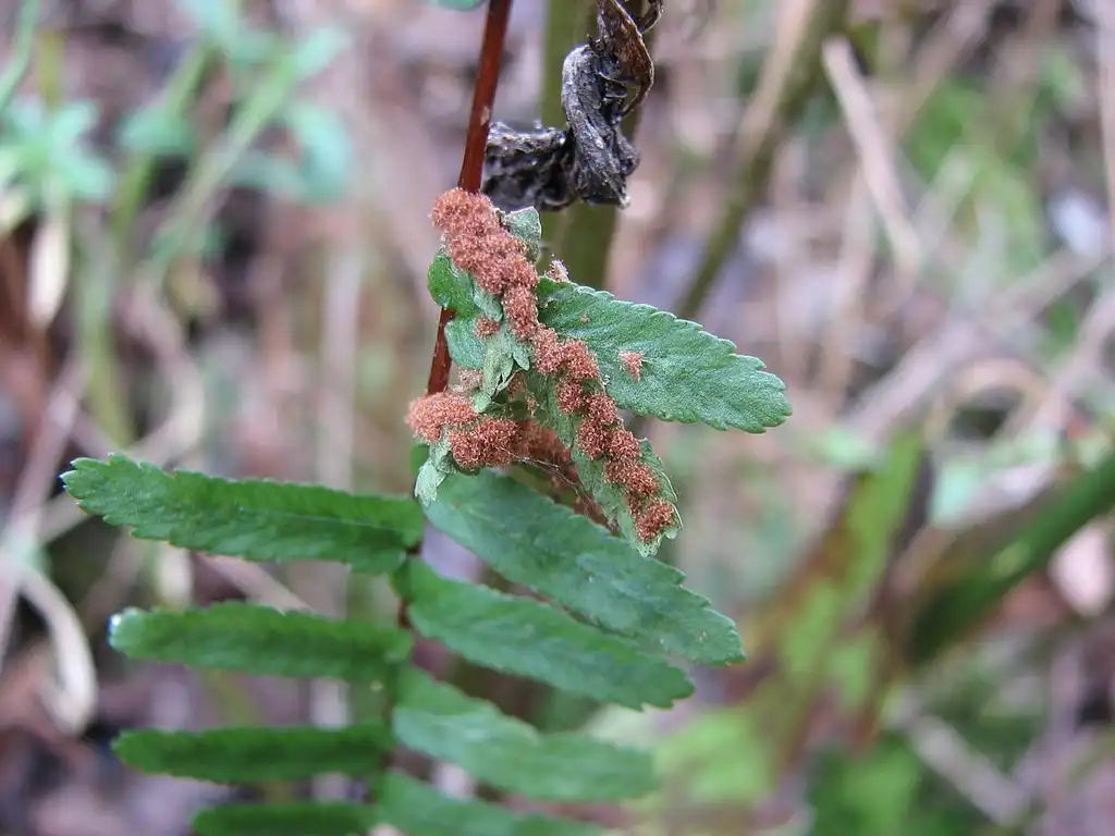 Фото Asplenium platyneuron - Sori:Choess