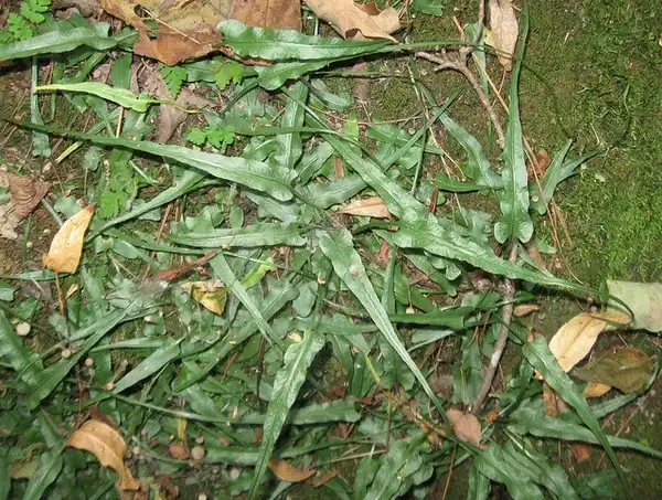 Foto de Asplenium rhizophyllum (Asplenium rhizophyllums)