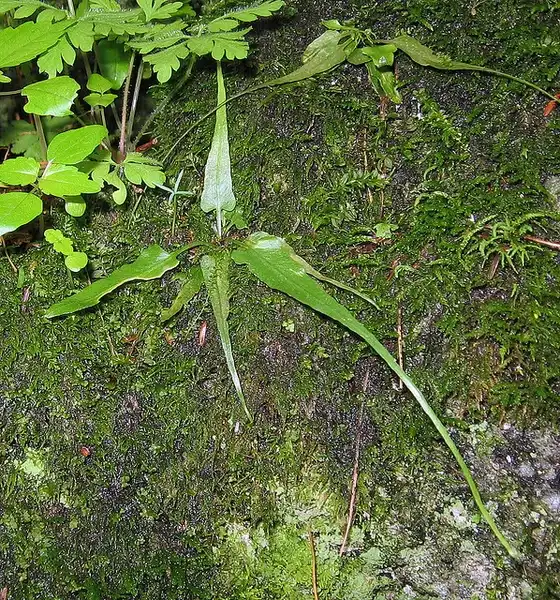 Foto de Asplenium rhizophyllum (Asplenium rhizophyllums)