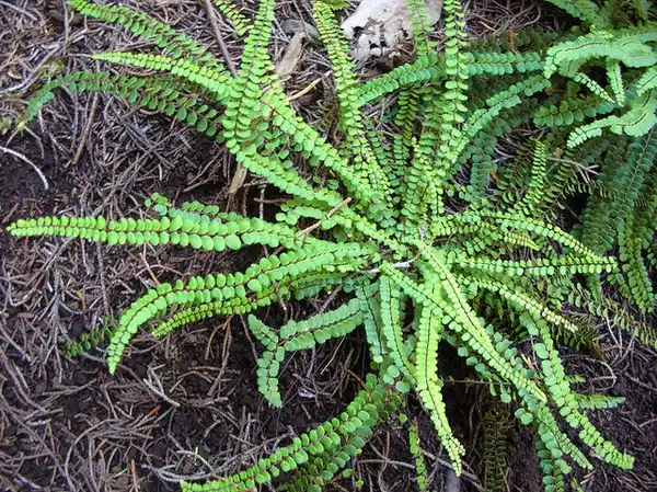 Photo of Asplenium trichomanes (Asplenium trichomaness)
