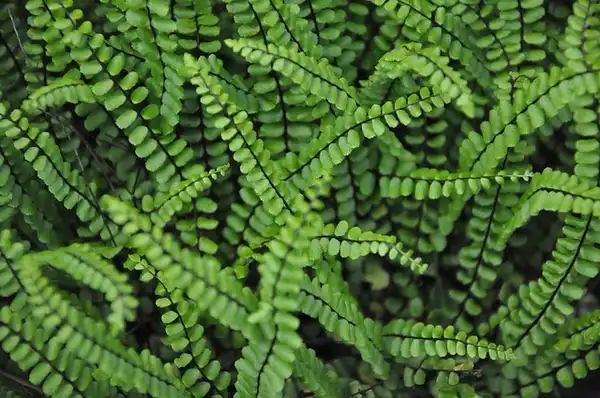 Photo of Asplenium trichomanes (Asplenium trichomaness)